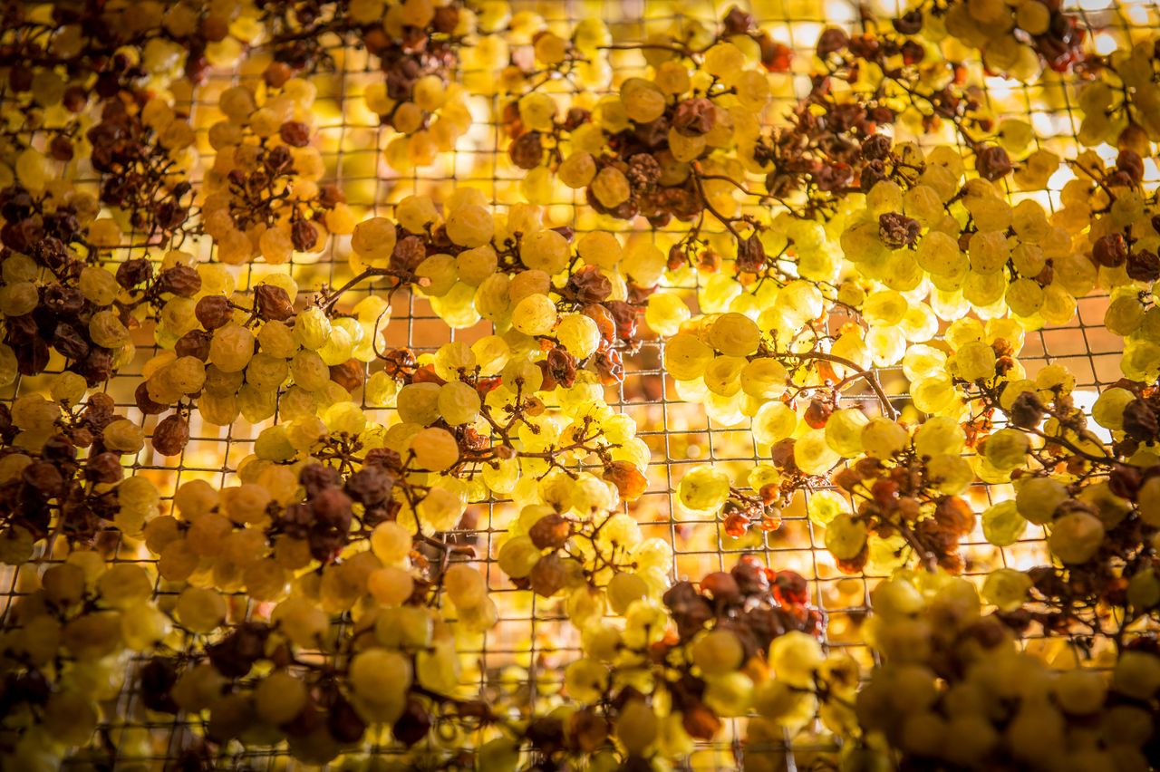 Vignoble Technique Vin de paille Mossu-0019